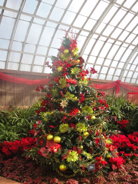 tree in conservatory