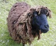 black sheep in dreadlocks
