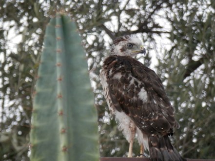 Coopers Hawk Fledgling