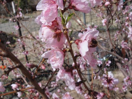 bee in peach tree