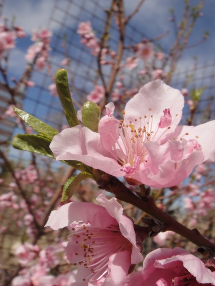 prunus persica