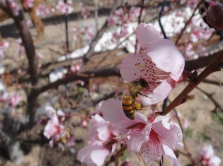 bee with pollen sacks