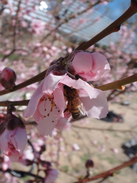 prunus persica with bee