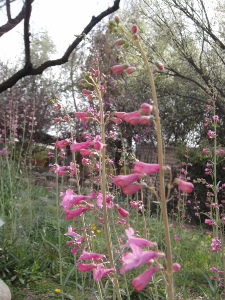 penstemon