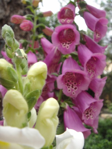 foxglove snapdragon