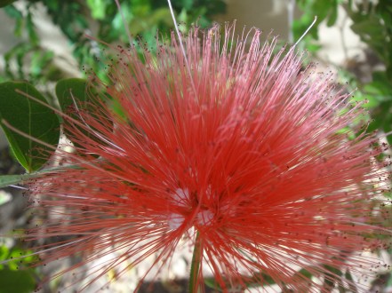 fairy duster