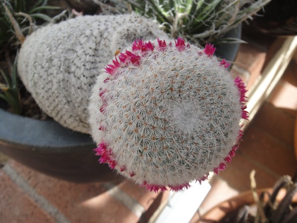 cactus bloom