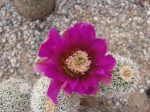 cactus bloom