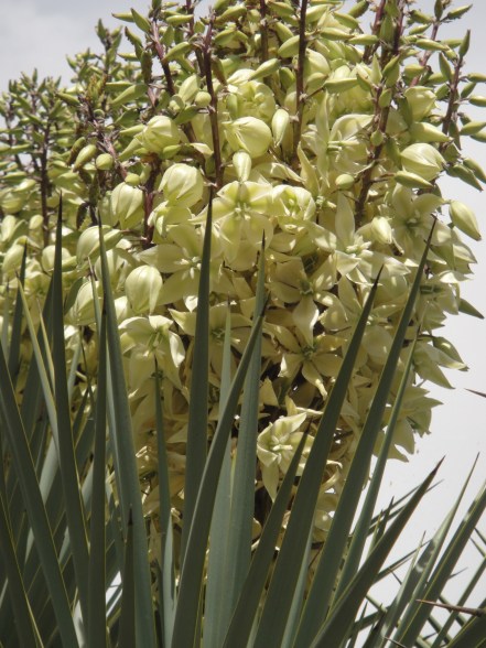 Yucca