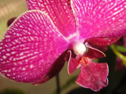 single orchid
