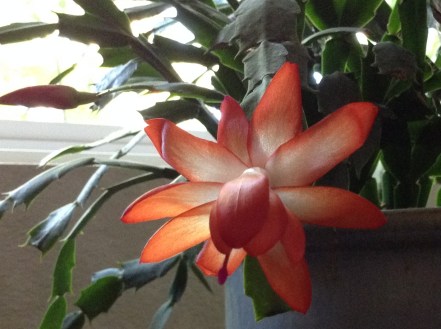 Thanksgiving cactus