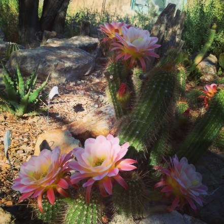 cactus blooming