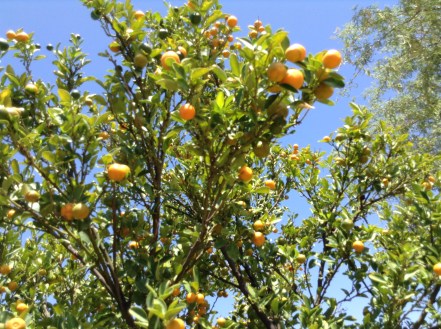 calamondin