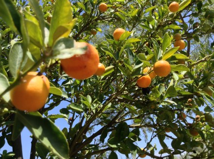 calamondin