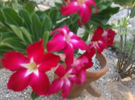 desert rose