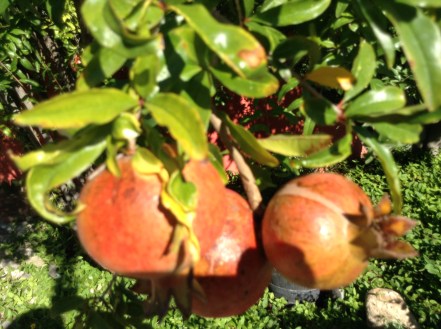 pomegranates