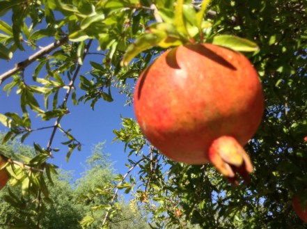 pomegranate