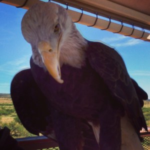 Sonora, Bald Eagle