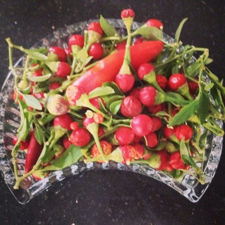 chiles from the garden