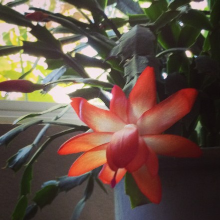 Christmas cactus
