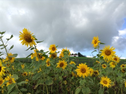 field of sunflowers