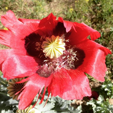 red poppy