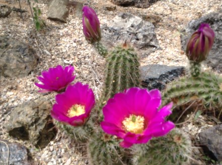 cactus blooming