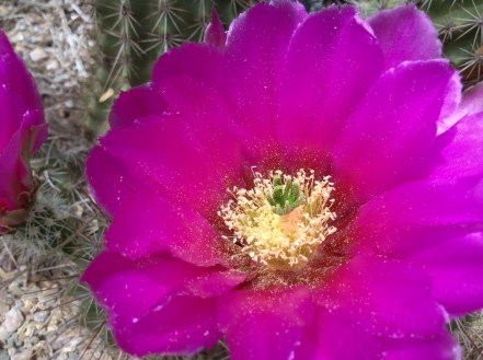 cactus blooming