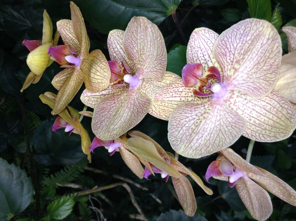 orchids #tropical