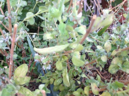 marjoram plant