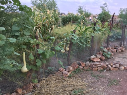 gourd crop