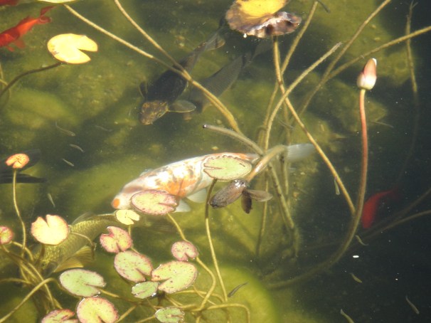 lotus and koi