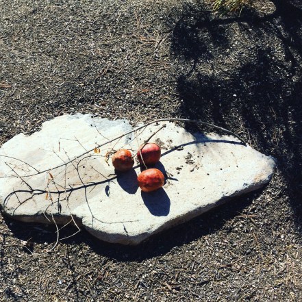 Yume Japanese Gardens