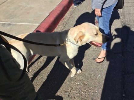 Officer Cookie makes friends