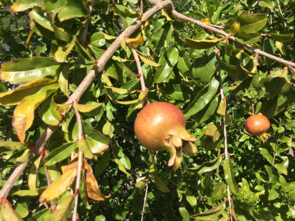 pomegranate