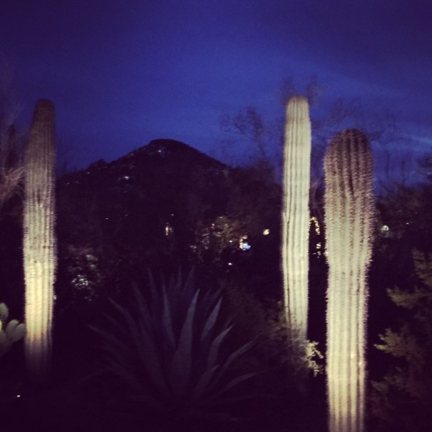 saguaros