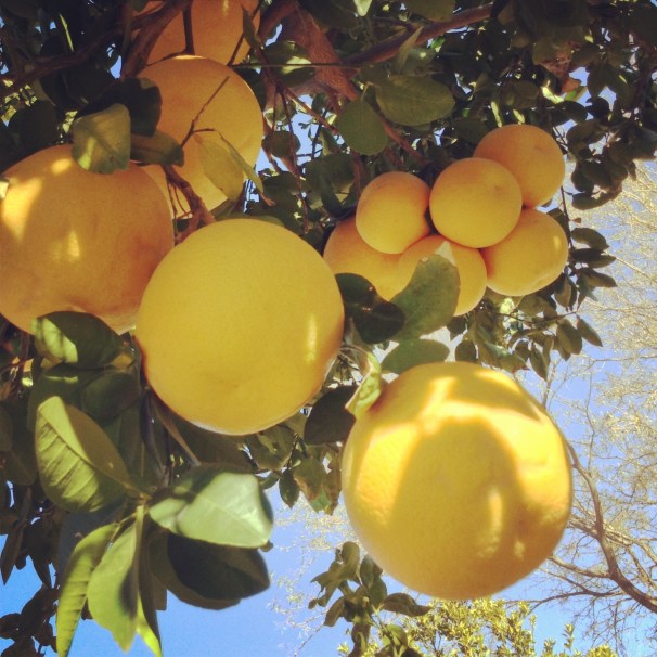 grapefruit