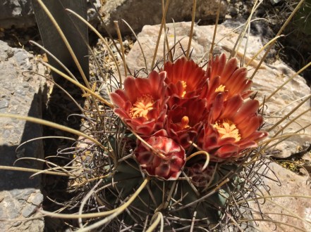 cactus blooms