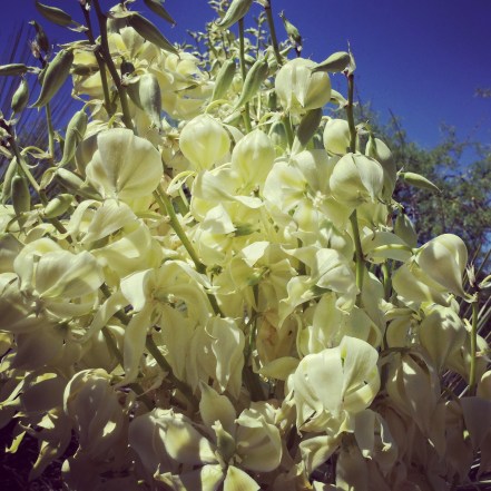 yucca blooms