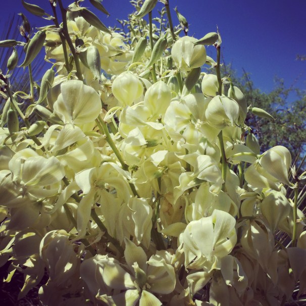 yucca blooms