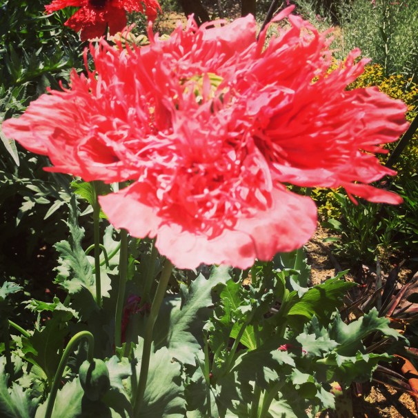 poppy blooms