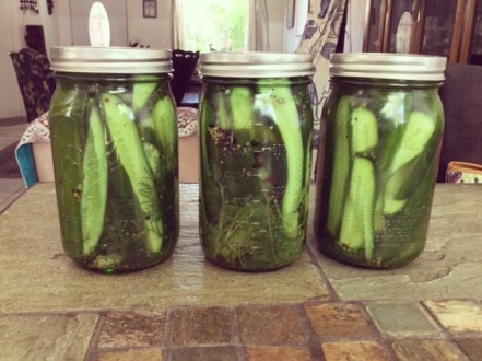 dill pickles