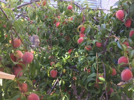 Early May peach crop