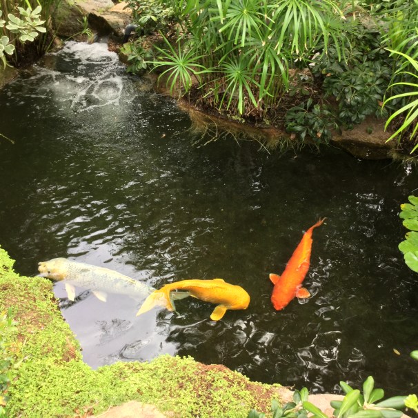 Yogananda's koi