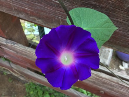 fall flora in Tucson