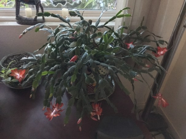 Christmas cactus