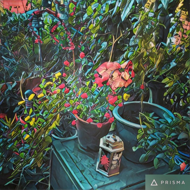 front yard decorated