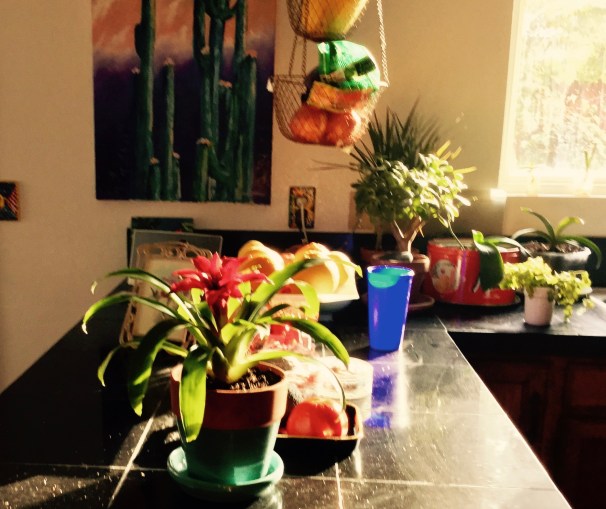 kitchen bromeliad