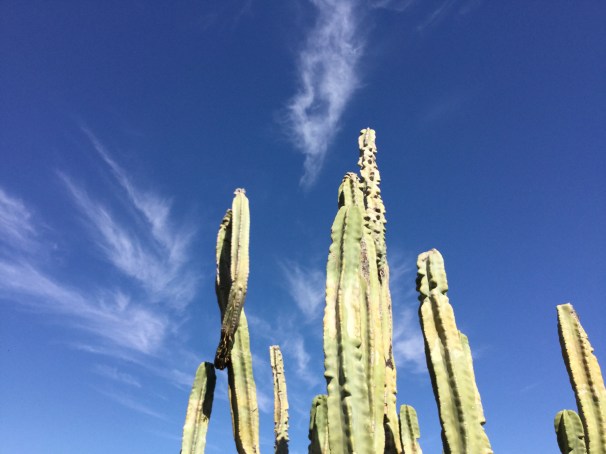 Desert Botanical Garden