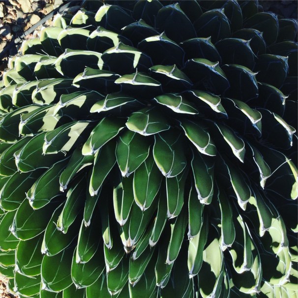 Desert Botanical Garden